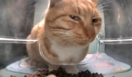 小猫视频,小猫视频里的温馨日常